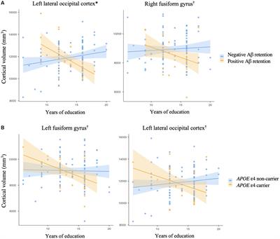 Modulation of associations between education years and cortical volume in Alzheimer’s disease vulnerable brain regions by Aβ deposition and APOE ε4 carrier status in cognitively normal older adults